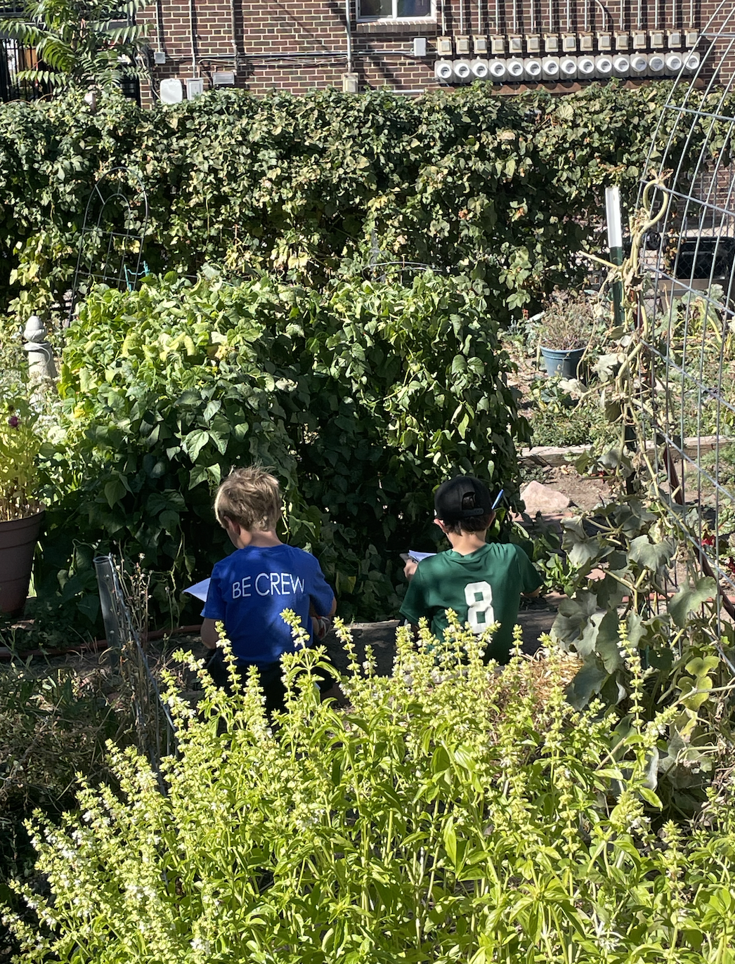 Student fieldwork notes observing patterns in the natural environment